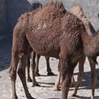 فروش جونگ|حیوانات مزرعه|تیمور آباد, |دیوار