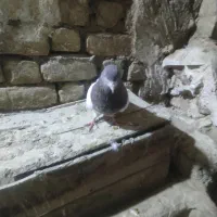 کله دار|پرنده|کبودرآهنگ, |دیوار