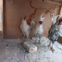 خروس گلین|حیوانات مزرعه|برخوار, |دیوار