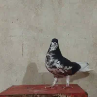 ماده‌ شهری گل‌دار|پرنده|شیراز, هفت تنان|دیوار