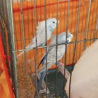مرغ عشق پروانه ای
