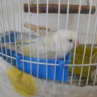 طوطی برزیلی ماده مارال آماده|پرنده|ملارد, |دیوار