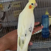 جفت های عروس هلندی دوکت