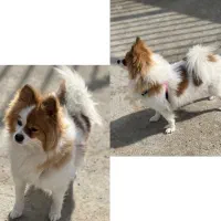 سگ پامر|سگ|بروجرد, |دیوار