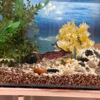 ماهی|ماهی|اراک, |دیوار