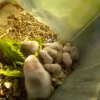 همستر های نوزاد|موش و خرگوش|شاهرود, |دیوار