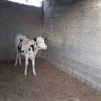 گاووگوساله