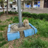 سگ یورکشایر ماده