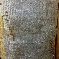 عسل طبیعی وعسل شکری