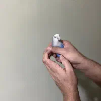 طوطی فیشر برزیلی سالم بامزه (دستی)|پرنده|شاهین‌شهر, فردوسی|دیوار