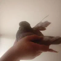 نر عالیی|پرنده|تهران, هاشمی|دیوار