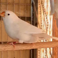 فروش فنچ شارکول ماده