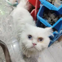 گربه پرشین ماده|گربه|کنارک, |دیوار