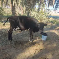 گاو اسرائیلی چاق و سرحال شیردِه|حیوانات مزرعه|منوجان, |دیوار