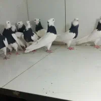 طوقی سیاه|پرنده|مشهد, عامل|دیوار