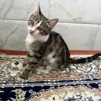 واگذاری گربه