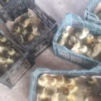 جوجه غاز|حیوانات مزرعه|بوکان, |دیوار