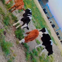 ۴ راس گوساله نر  درجه یک