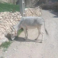 الاغ فروشی