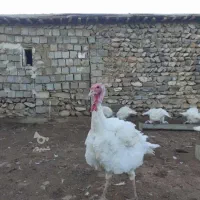 بوقلمون|حیوانات مزرعه|پیرانشهر, |دیوار