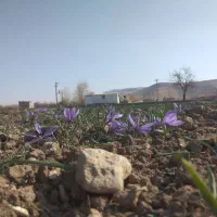 خرید و فروش پیاز زعفران