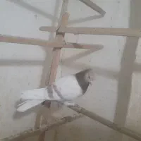 کبوتر|پرنده|قم, وادی السلام|دیوار