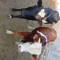 گوساله
