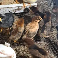 جوجه گلپایگان۲۰ روزه