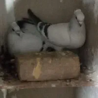 جفت شامی کلایی