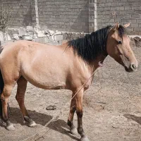 اسب