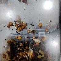 حلزون آچاتینا آلبینو