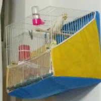 3 عدد عروس هلندی جوان و دستی