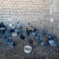 سلام 15کفتر 12تا پلاکی 3تا دم سفید