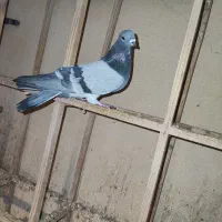 غریب کفتر کبوتر