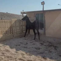 مادیان شجره دار ابستن بانوه انسیاتور