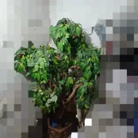 گل مصنوعی