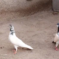 فروش فوری|پرنده|بزمان, |دیوار