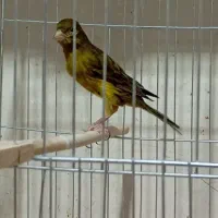 قناری ماده سبز چمنی|پرنده|شیراز, شریف‌آباد|دیوار