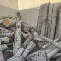 توجه توجه چوب های تر و خشک