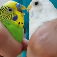 یک جفت مرغ عشق مولد ،نر انگلیسی