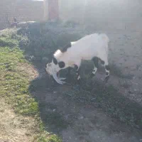 نر بز گلابی