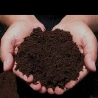 کود گاوی(کمپوست شده)