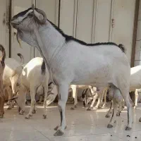 بز سومالی کهره سومالی  بز کهردار در جم