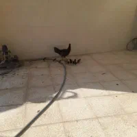 مرغ لاری با۱۴تا جوجه