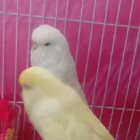 مرغ عشق|پرنده|نیشابور, فردوس شمالی|دیوار