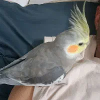 گمشده عروس هلندی دسگرد خیابون امام رضا