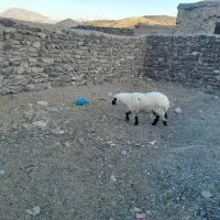 بره نر وبزغاله نر روستا سمت سربیشه|حیوانات مزرعه|سربیشه, |دیوار