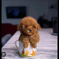 تاینی پودل وارداتی از روسیه کیفیت بمب