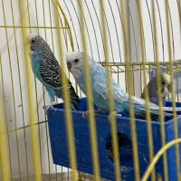 ۳عدد مرغ عشق فروشی