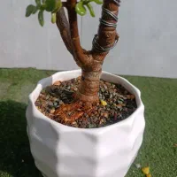 گل آپارتمانی کاکتوس بنسای  خرفه 8 ساله|گل و گیاه طبیعی|تهران, مسعودیه|دیوار